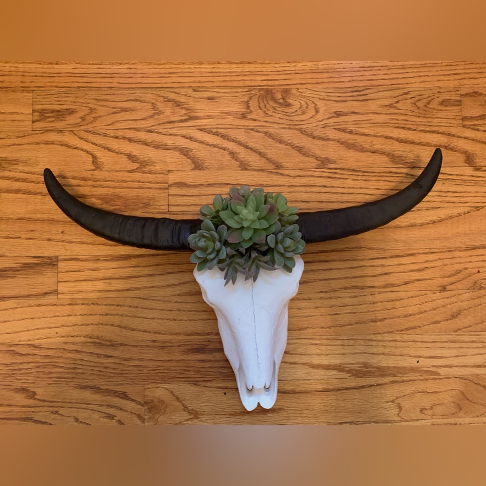 LONGHORN STEER SKULL 19x11" RESIN UNPOLISHED BULL HORN MOUNTED COW HEAD